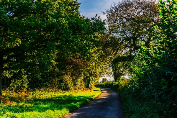 English Country Road Sunny Day Lush Green Vegetation Narrow Road — Stock Photo, Image