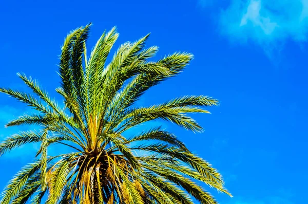 Bela Palmeira Espalhando Plantas Exóticas Símbolo Feriados Dia Quente Folhas — Fotografia de Stock