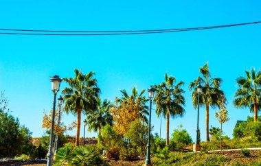 güzel Yayilim palmiye ağacı, tatil, sıcak bir günde, büyük sembolü egzotik bitkiler yaprakları, egzotik ağaç