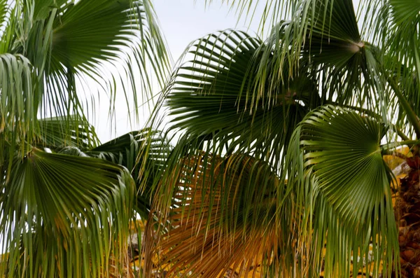 Hermosa Palmera Extendida Plantas Exóticas Símbolo Vacaciones Día Caluroso Hojas — Foto de Stock