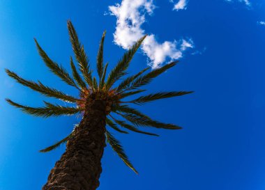 güzel Yayilim palmiye ağacı, tatil, sıcak bir günde, büyük sembolü egzotik bitkiler yaprakları, egzotik ağaç