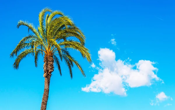 Krásné Rozmetání Palmou Proti Modré Obloze Exotické Rostliny Symbolem Svátků — Stock fotografie