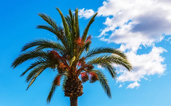 Hermosa Palmera Extendida Plantas Exóticas Símbolo Vacaciones Día Caluroso Hojas — Foto de Stock