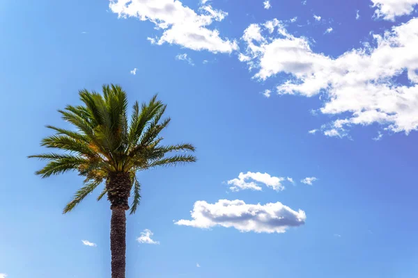 Bella Palma Diffusione Contro Cielo Blu Pianta Esotica Simbolo Vacanze — Foto Stock