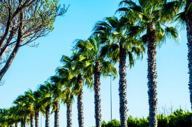 güzel Yayilim palmiye ağacı, tatil, sıcak bir günde, büyük sembolü egzotik bitkiler yaprakları, egzotik ağaç