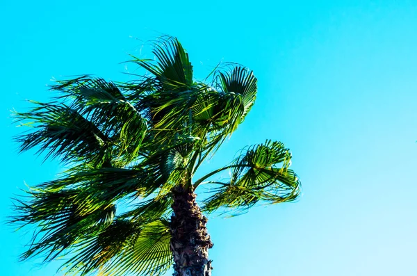 Piękny Rozprzestrzeniania Palmy Egzotyczne Rośliny Symbol Wakacje Upalny Dzień Duże — Zdjęcie stockowe