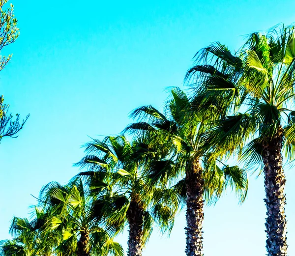 Krásné Rozmetání Palmu Exotické Rostliny Symbolem Svátků Horký Den Velkých — Stock fotografie