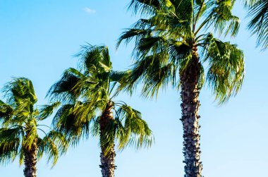 güzel Yayilim palmiye ağacı, tatil, sıcak bir günde, büyük sembolü egzotik bitkiler yaprakları, egzotik ağaç