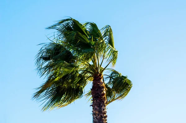 Bella Palma Diffusione Piante Esotiche Simbolo Vacanze Giorno Caldo Grandi — Foto Stock