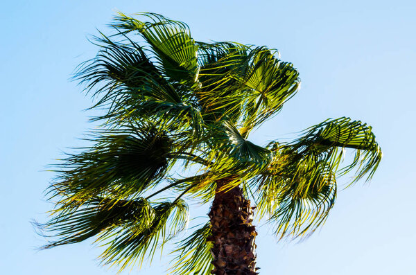 beautiful spreading palm tree, exotic plants symbol of holidays, hot day, big leaves, exotic tree