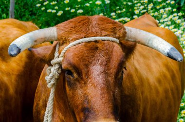 bir öküz büyük bir kafası closeup yalak, çiftlik hayvanı, tarım bir ip bağladılar