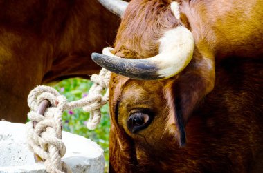 bir öküz büyük bir kafası closeup yalak, çiftlik hayvanı, tarım bir ip bağladılar