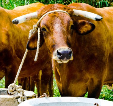 closeup büyük bir öküz bir yalak, çiftlik hayvanı, tarım bir ip ile bağlı