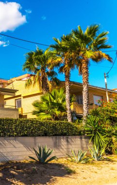 güzel Yayilim palmiye ağacı, tatil, sıcak bir günde, büyük sembolü egzotik bitkiler yaprakları, egzotik ağaç