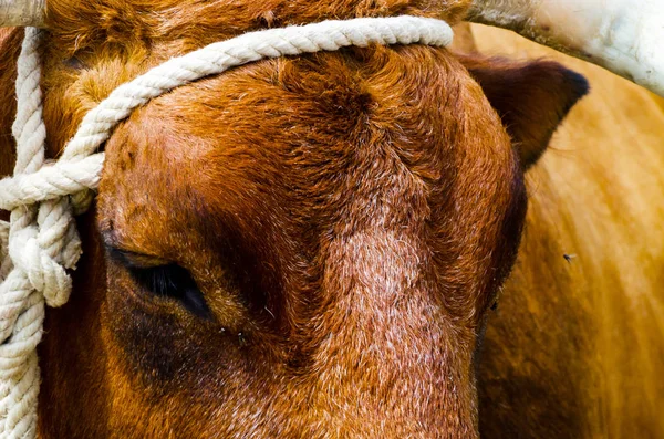 closeup of a large head of an ox tied a rope to the trough, farm animal, agriculture