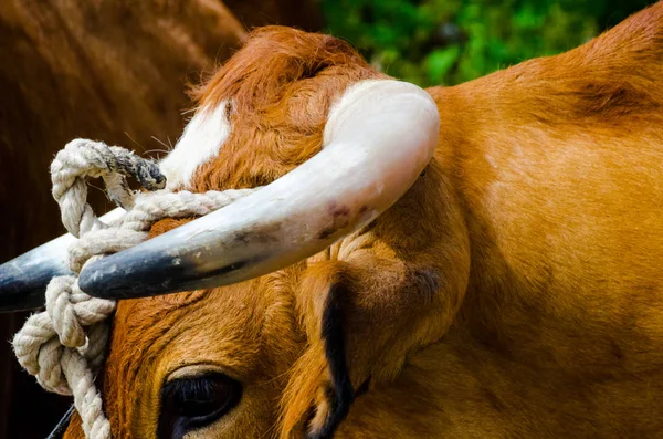 closeup of a large head of an ox tied a rope to the trough, farm animal, agriculture