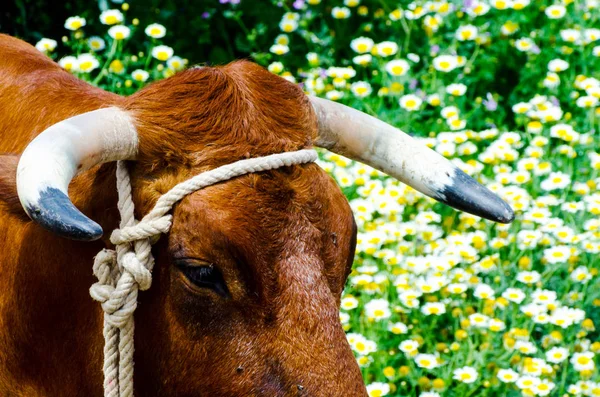 closeup of a large head of an ox tied a rope to the trough, farm animal, agriculture