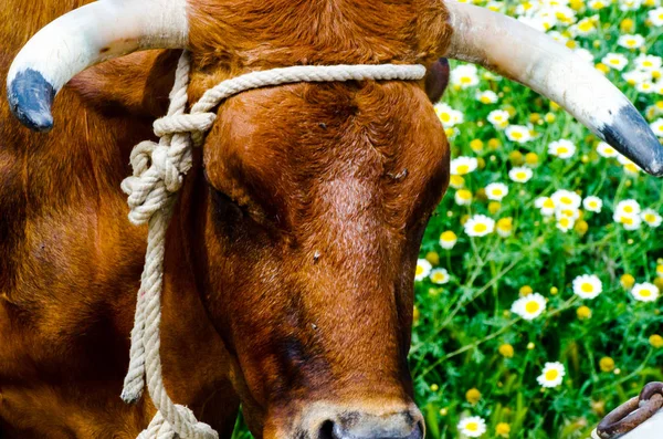 closeup of a large head of an ox tied a rope to the trough, farm animal, agriculture