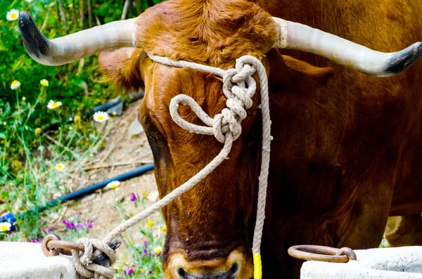 Närbild Ett Stort Huvud Oxe Bunden Ett Rep Till Tråg — Stockfoto