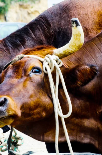 closeup of a large head of an ox tied a rope to the trough, farm animal, agriculture