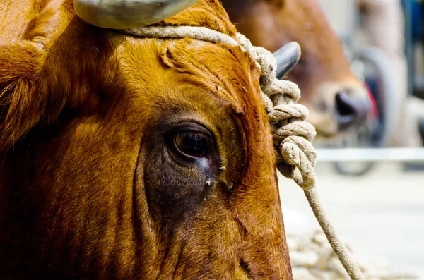 closeup of a large head of an ox tied a rope to the trough, farm animal, agriculture