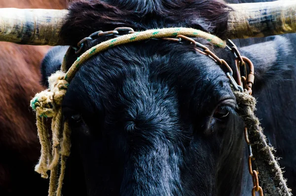 closeup of a large head of an ox tied a rope to the trough, farm animal, agriculture