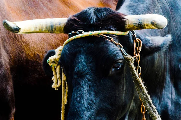Closeup Large Head Tied Rope Trough Farm Animal Agriculture — Stock Photo, Image