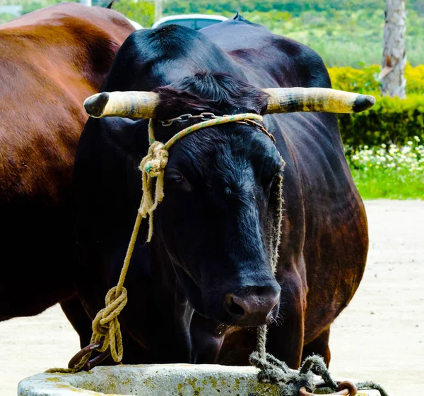 Closeup Big Oxen Tied Rope Trough Farm Animal Agriculture — Stock Photo, Image