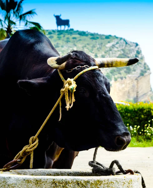 Zbliżenie Big Oxen Związany Liną Koryta Zwierzę Hodowlane Rolnictwo — Zdjęcie stockowe