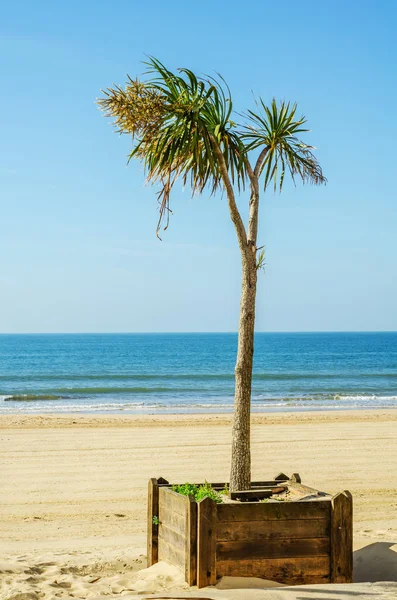 Hermosa Palmera Extendida Plantas Exóticas Símbolo Vacaciones Día Caluroso Hojas — Foto de Stock