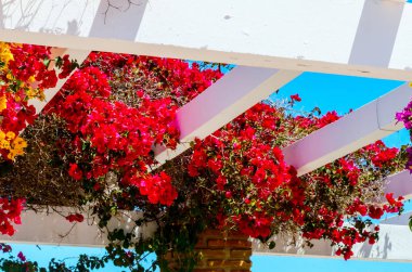 portre renkli çiçekli bitkiler tırmanma ile kaplı güzel bir çardak üzerinde dinlenmek yer, mimari