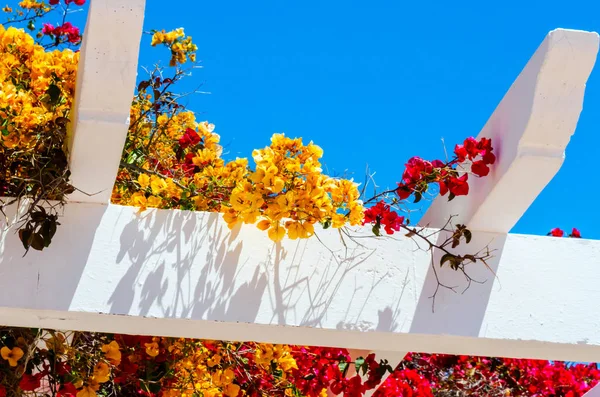 portre renkli çiçekli bitkiler tırmanma ile kaplı güzel bir çardak üzerinde dinlenmek yer, mimari