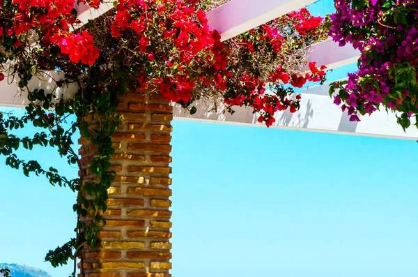 Close Belo Eixo Coberto Com Plantas Escalada Com Flores Coloridas — Fotografia de Stock