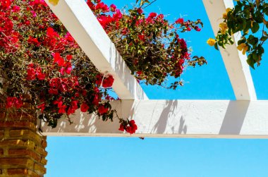portre renkli çiçekli bitkiler tırmanma ile kaplı güzel bir çardak üzerinde dinlenmek yer, mimari