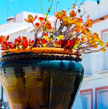 güzel seramik saksıyı bir kaide çiçeklerle dekorasyon kentsel alanı üzerinde