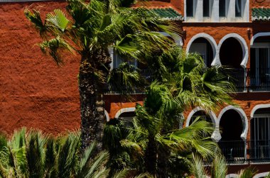 güzel Yayilim palmiye ağacı, tatil, sıcak bir günde, büyük sembolü egzotik bitkiler yaprakları, egzotik ağaç