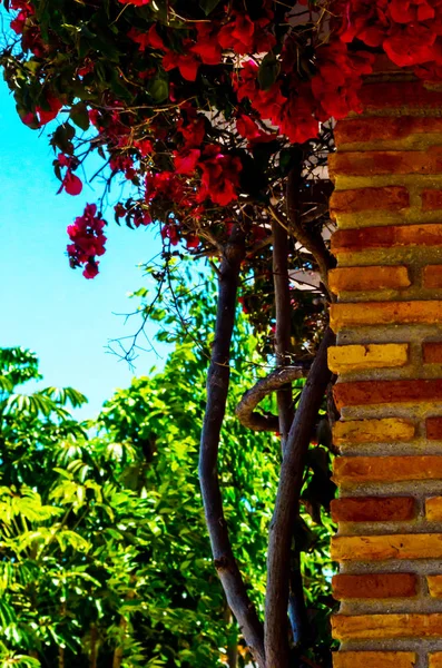 Close Belo Eixo Coberto Com Plantas Escalada Com Flores Coloridas — Fotografia de Stock