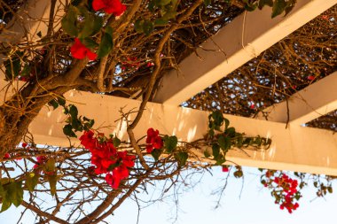 portre renkli çiçekli bitkiler tırmanma ile kaplı güzel bir çardak üzerinde dinlenmek yer, mimari