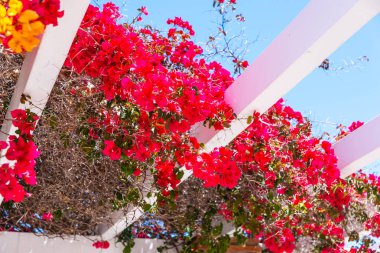 portre renkli çiçekli bitkiler tırmanma ile kaplı güzel bir çardak üzerinde dinlenmek yer, mimari