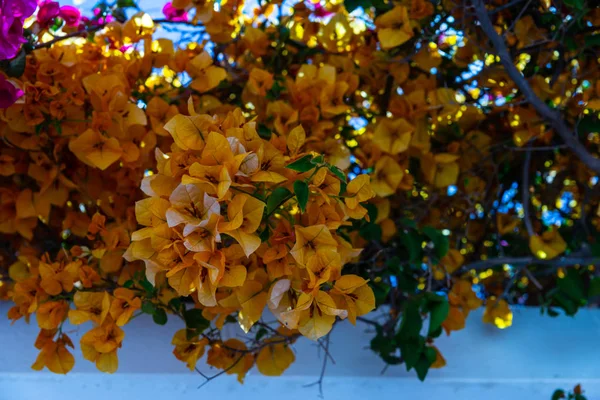 Close Belo Eixo Coberto Com Plantas Escalada Com Flores Coloridas — Fotografia de Stock