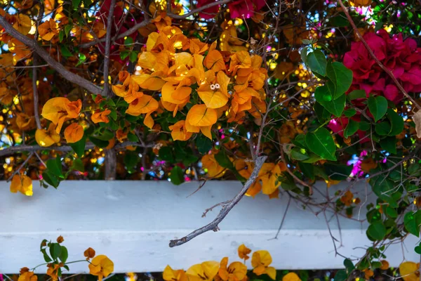 Primer Plano Hermoso Cenador Cubierto Plantas Trepadoras Con Flores Colores — Foto de Stock