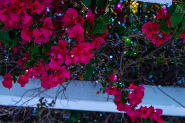 Close Belo Eixo Coberto Com Plantas Escalada Com Flores Coloridas — Fotografia de Stock