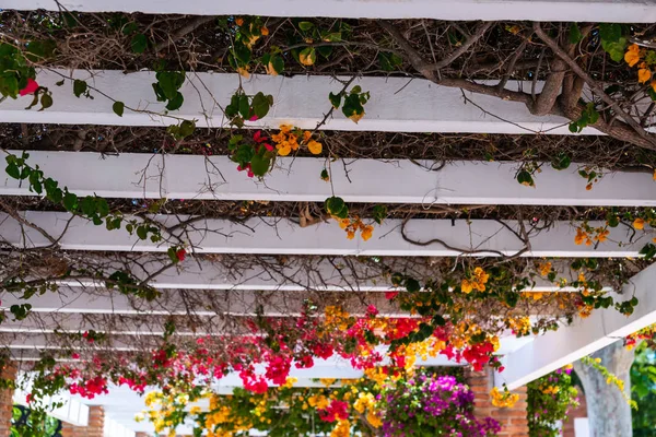 Primer Plano Hermoso Cenador Cubierto Plantas Trepadoras Con Flores Colores — Foto de Stock