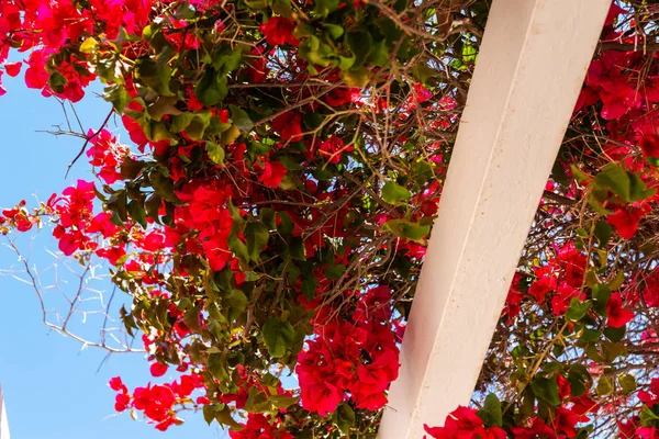 Close Belo Eixo Coberto Com Plantas Escalada Com Flores Coloridas — Fotografia de Stock