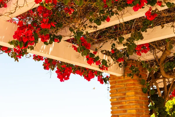 Close Belo Eixo Coberto Com Plantas Escalada Com Flores Coloridas — Fotografia de Stock