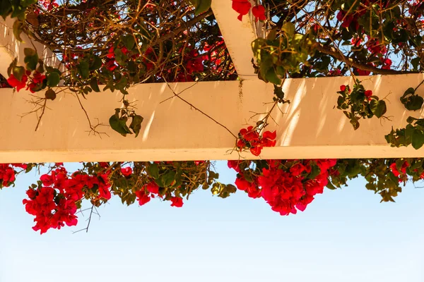 Close Belo Eixo Coberto Com Plantas Escalada Com Flores Coloridas — Fotografia de Stock