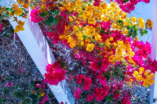 Primer Plano Hermoso Cenador Cubierto Plantas Trepadoras Con Flores Colores — Foto de Stock