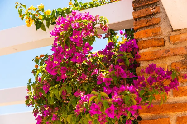 Close Belo Eixo Coberto Com Plantas Escalada Com Flores Coloridas — Fotografia de Stock