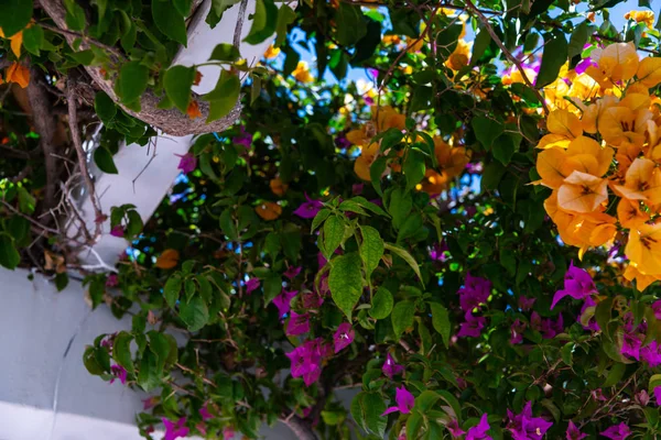 Primer Plano Hermoso Cenador Cubierto Plantas Trepadoras Con Flores Colores — Foto de Stock