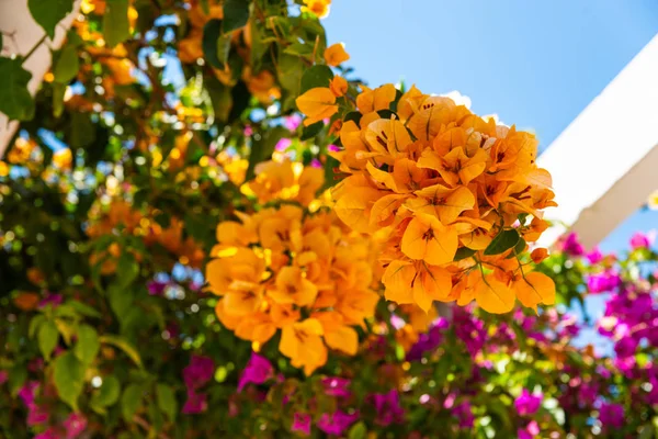 Close Belo Eixo Coberto Com Plantas Escalada Com Flores Coloridas — Fotografia de Stock